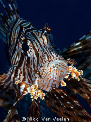 Lionfish taken with a 105mm lens at the campsite in Ras M... by Nikki Van Veelen 